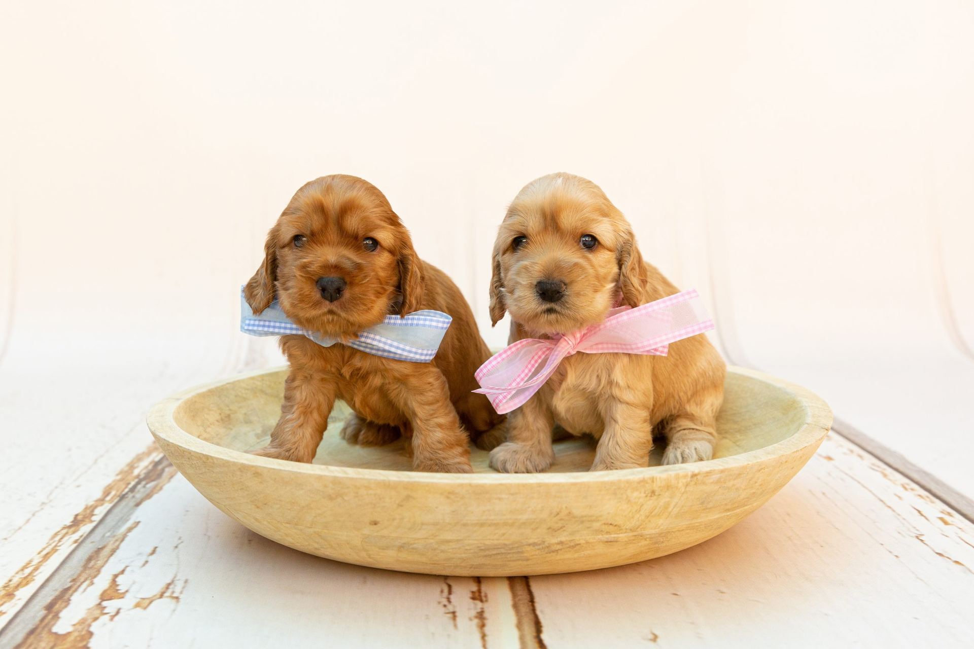 Cocker Spaniel Puppy