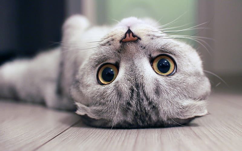 Scottish Fold Kitten by Nearby Pets India - Scottish Fold Kitten