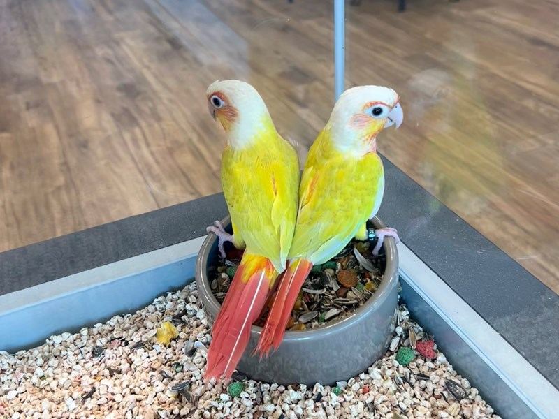 Sun Cheek Conure