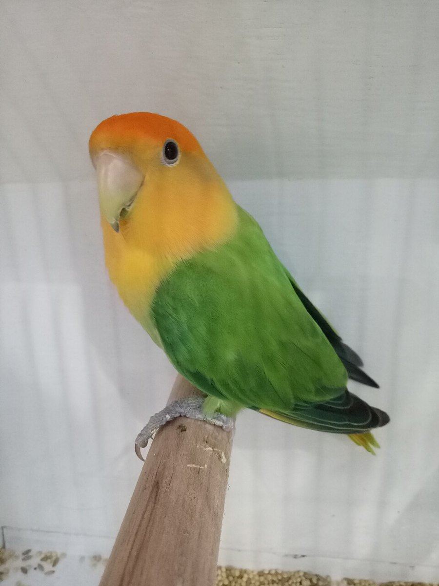 African Love Birds | Opaline - African Love Birds