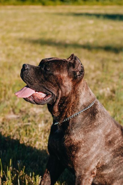 Cane Corso Puppy | Brindle - Cane Corso Puppy | Brindle