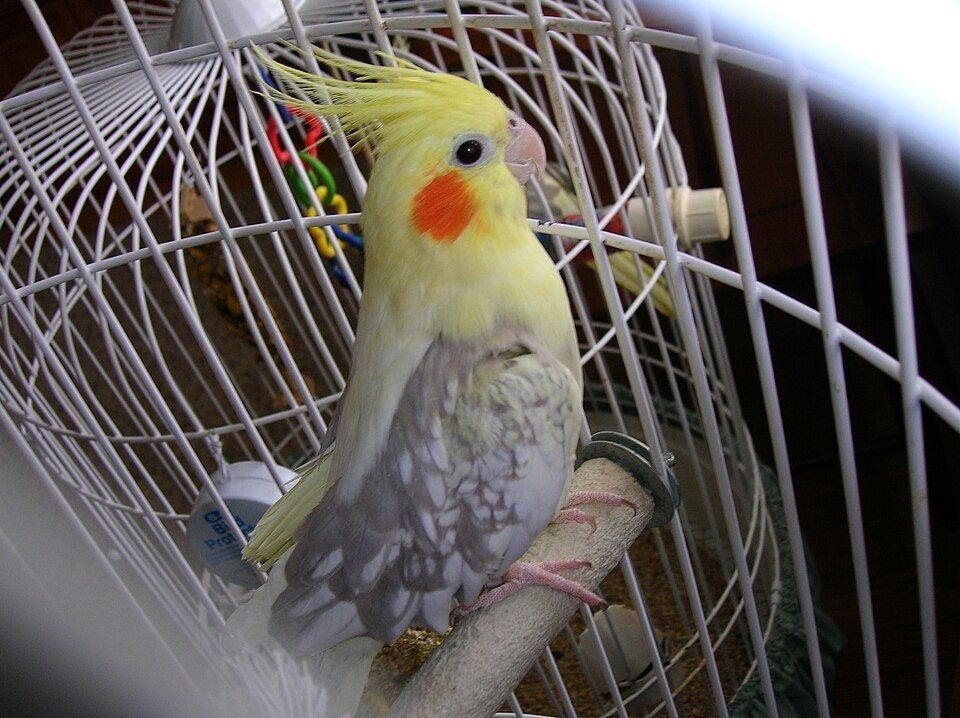 Cockatiel | Pied - Cockatiel