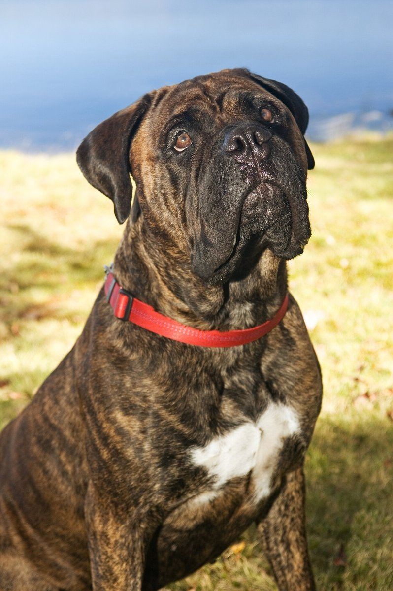 Bullmastiff Puppy - Bullmastiff