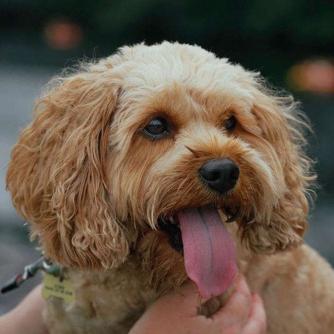 Cockapoo Puppy - Cockapoo Puppy