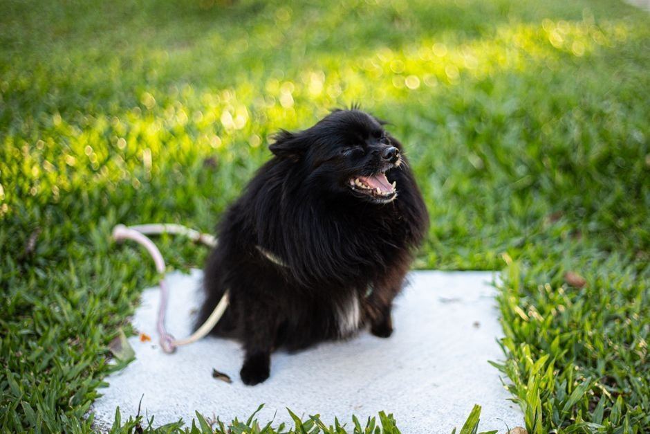 Culture Pom Puppy | Black - Culture Pom Puppy