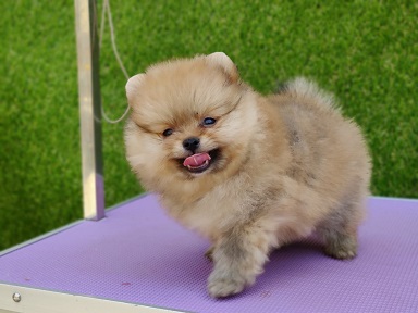 Culture Toy Pom Puppy