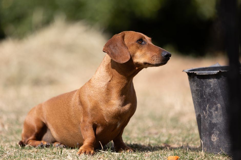 Dachshund Puppy | Brown - Dachshund Puppy | Brown