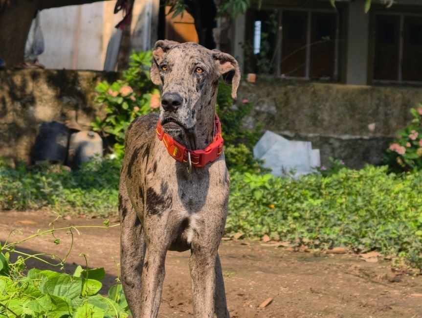 Great Dane Puppy | Brindle - Great Dane Puppy | Brindle
