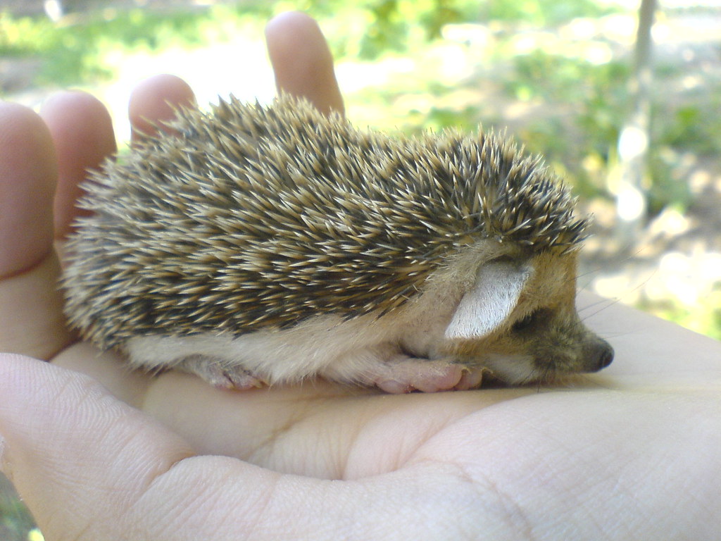 Hedgehogs Babies & Adults