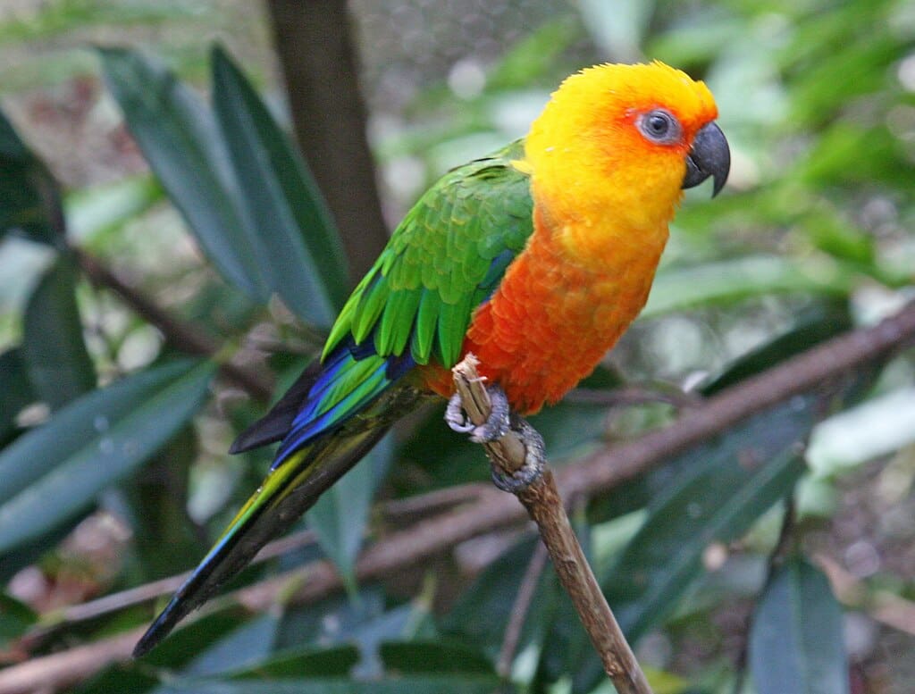 Jenday Conure