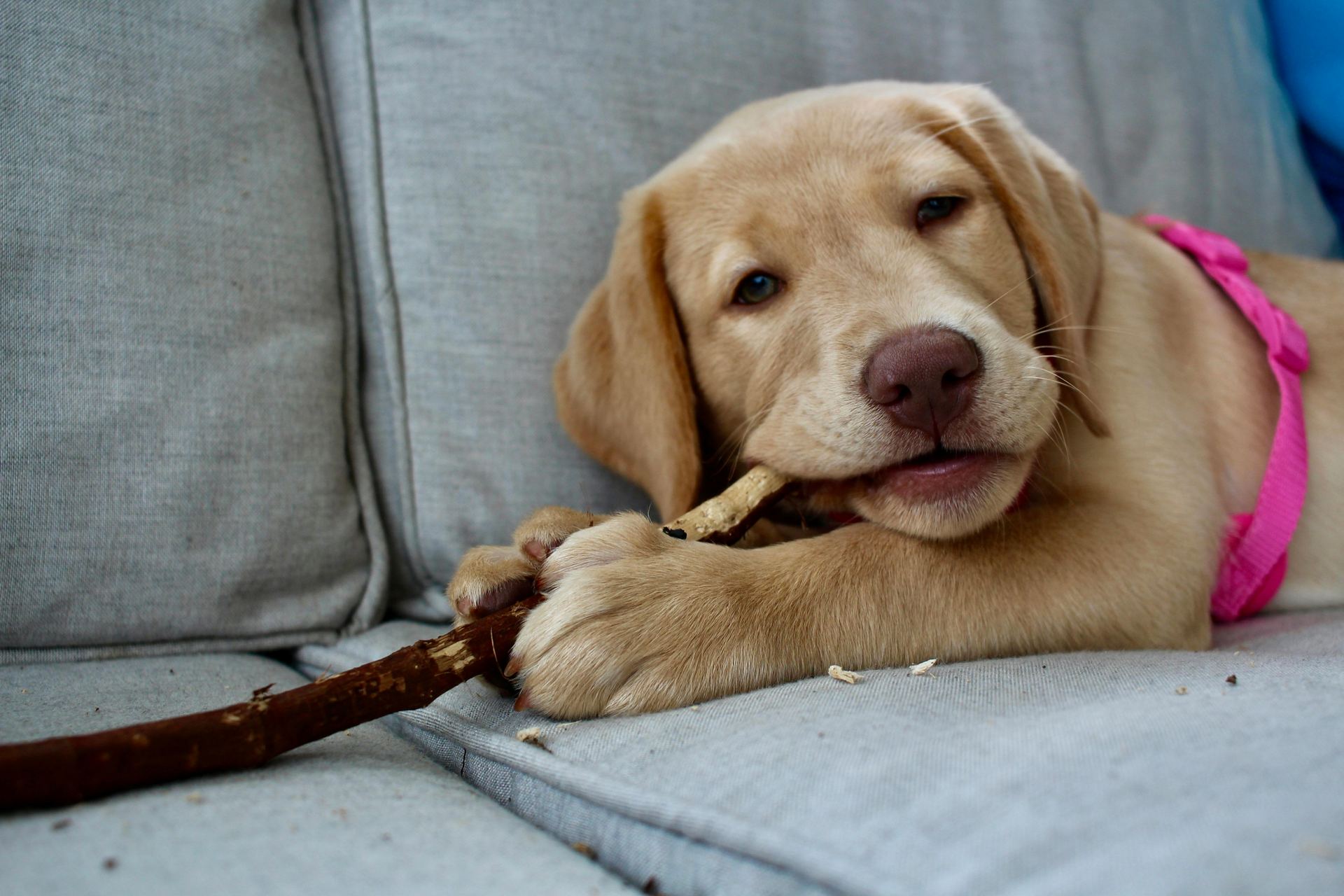 Labrador Retriever | Fawn