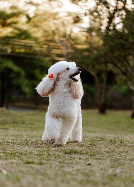 Standard Poodle Puppy | White - Standard Poodle Puppy | White