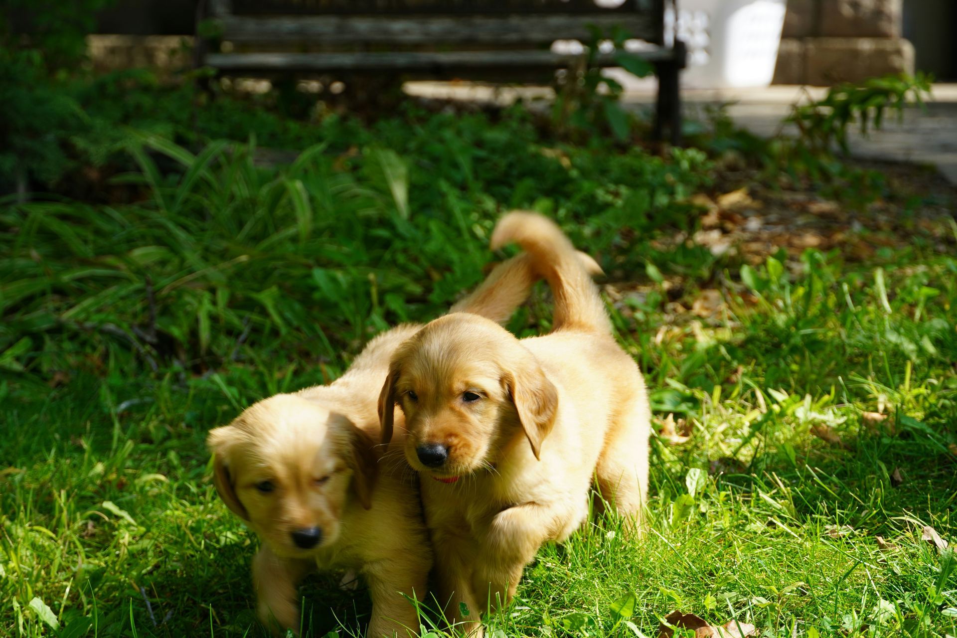 Golden Retriever puppy in Bodla