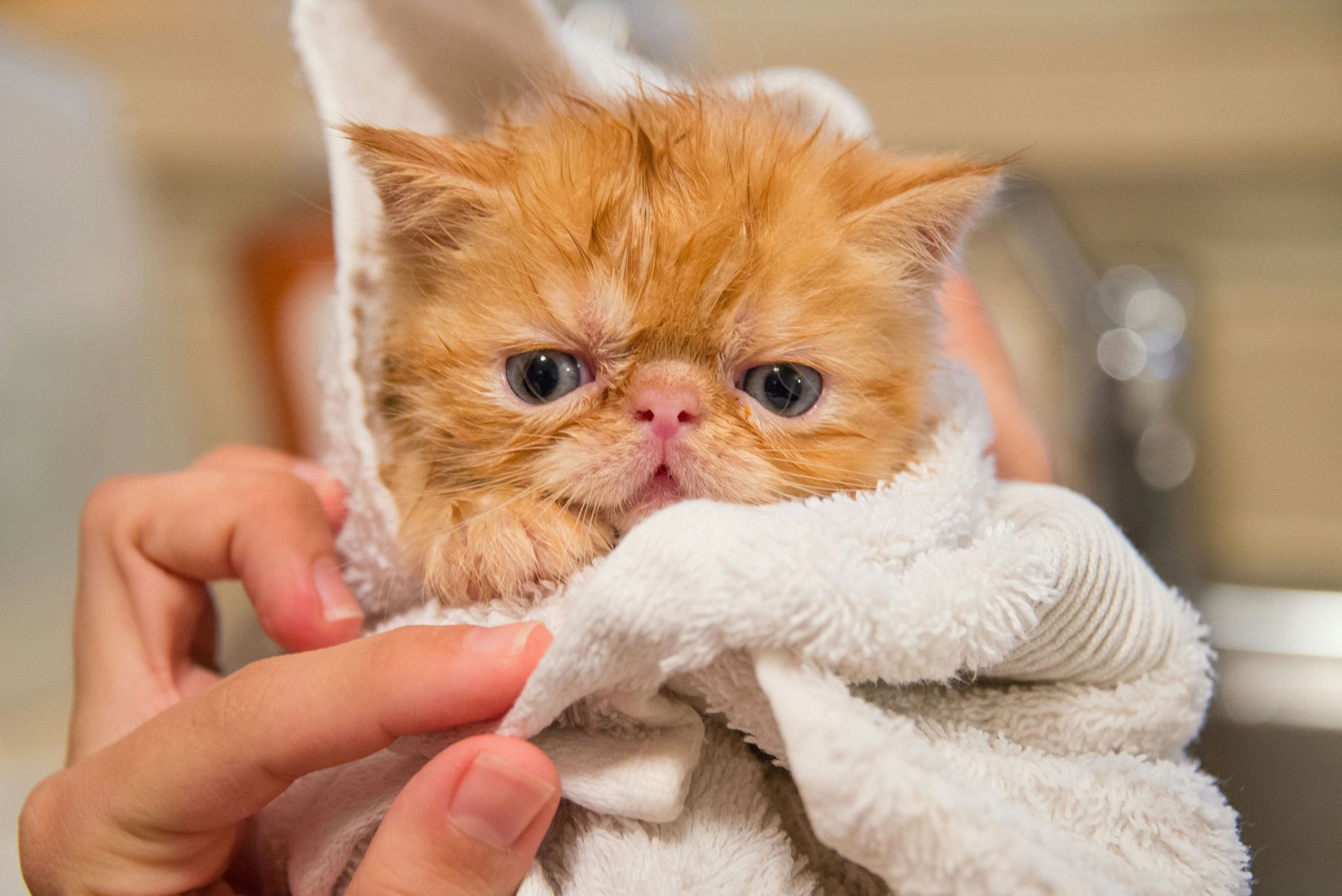 Persian Kitten (Punch Face) cat in Aklimpur