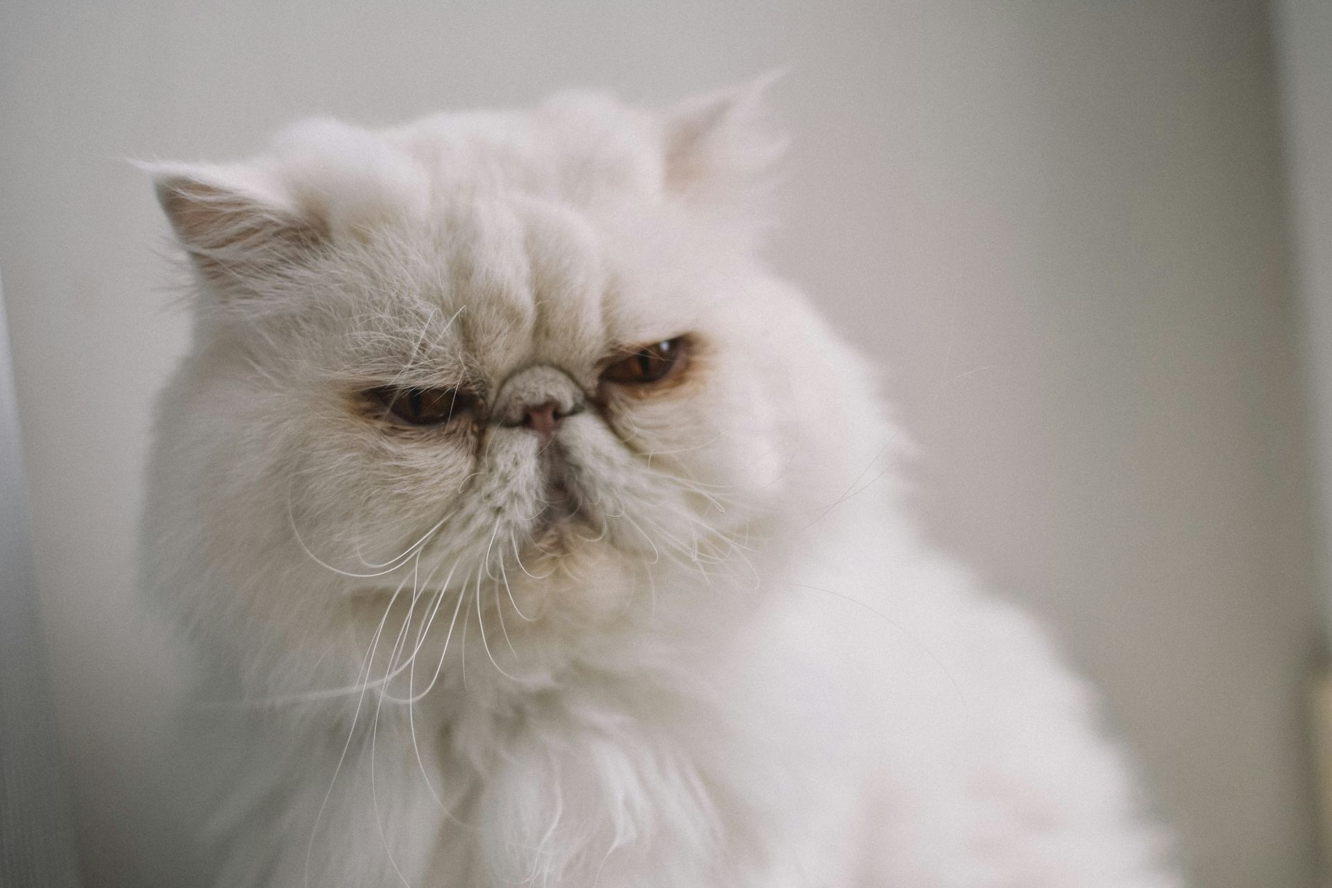 Buy Persian Kitten (Punch Face) in Aklimpur