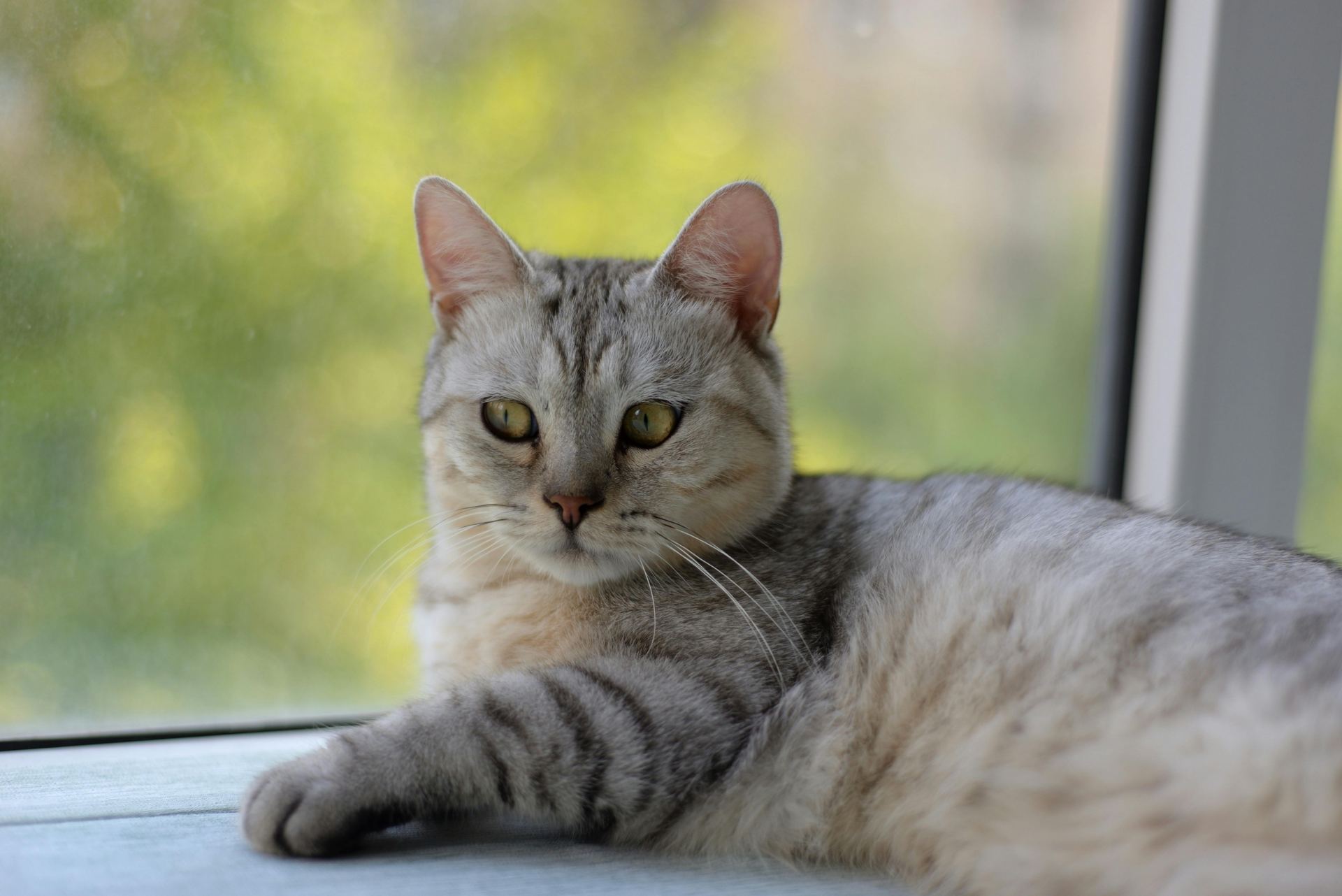 Buy American Short Hair Kitten in Aklimpur