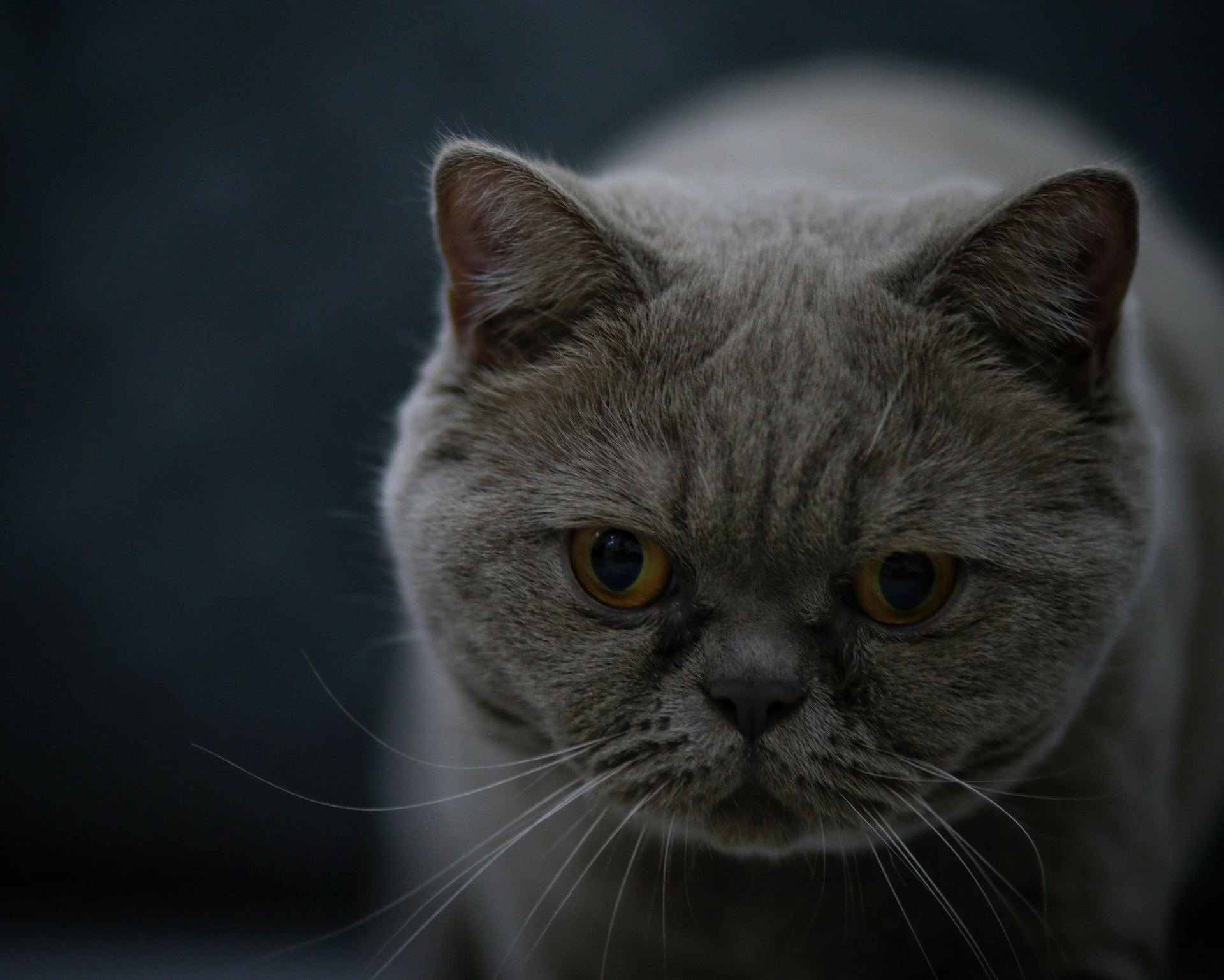 Buy British Short Hair Kittens in Aklimpur