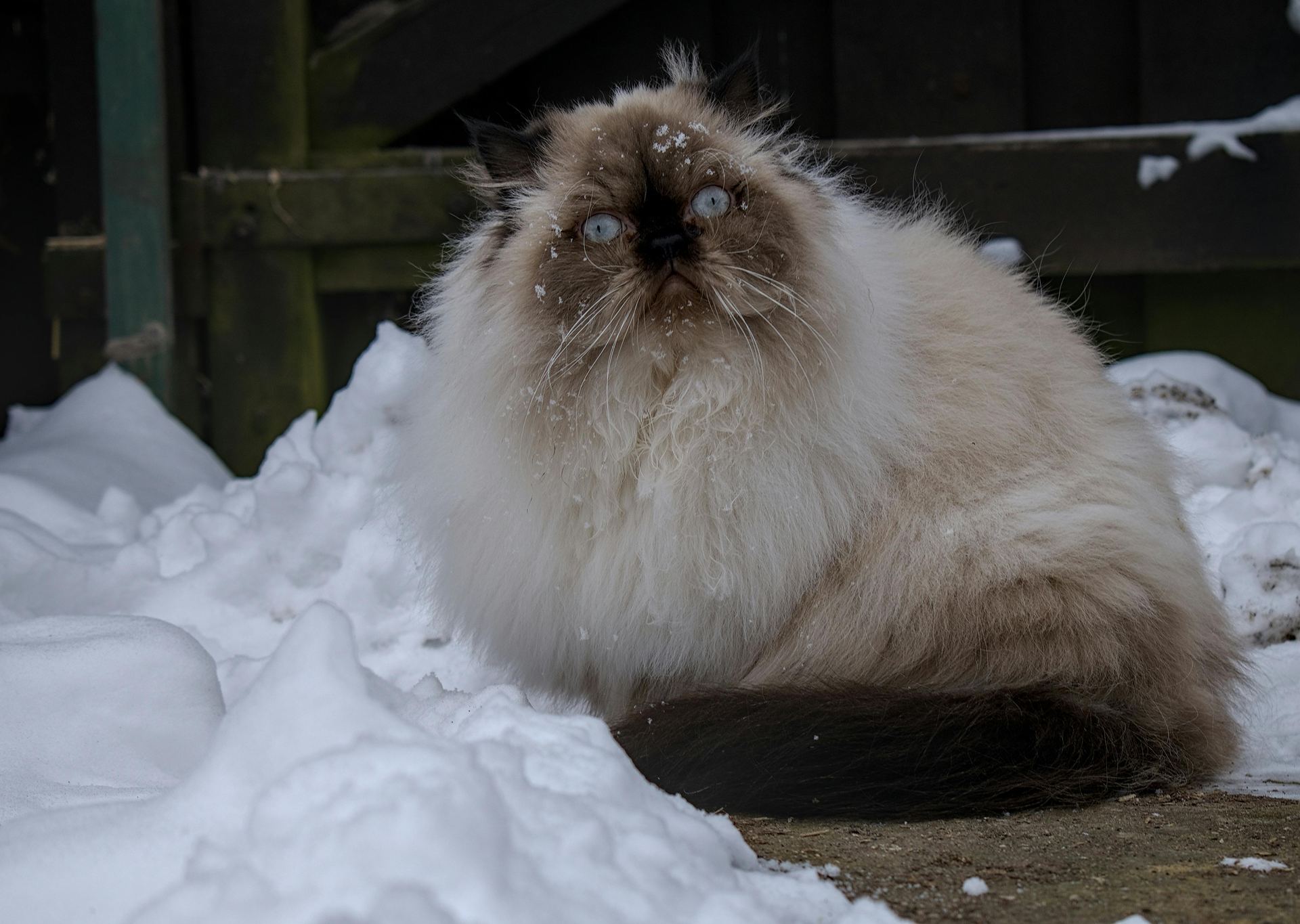 Buy Himalayan Kittens in Aklimpur