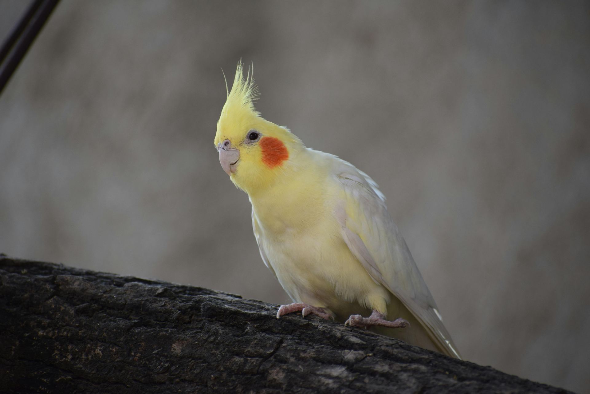 Cockatiel | Lutino available in Aklimpur
