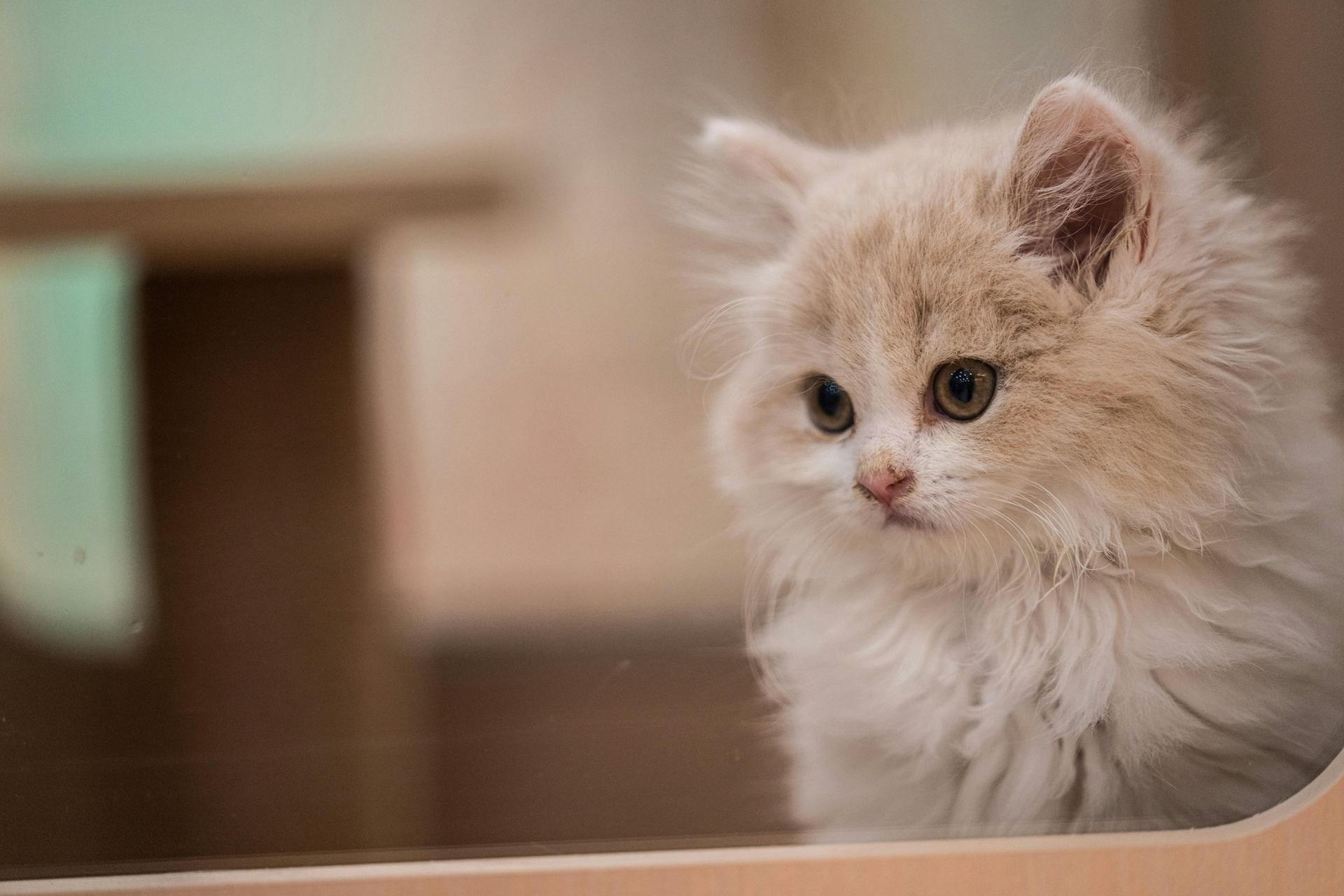 Buy Doll Face Persian Kitten in Aklimpur