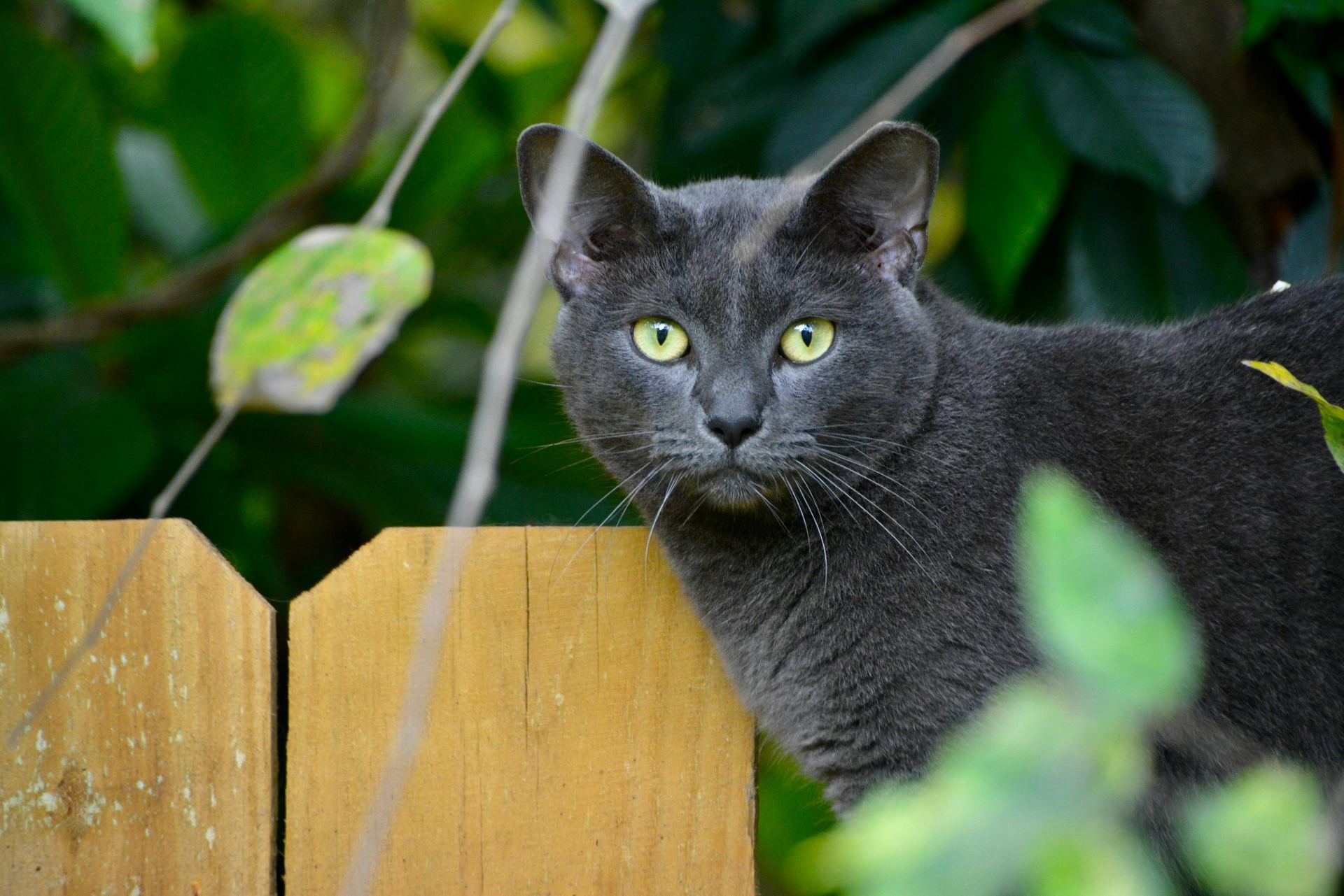 Buy Russian Blue Kitten in Aklimpur