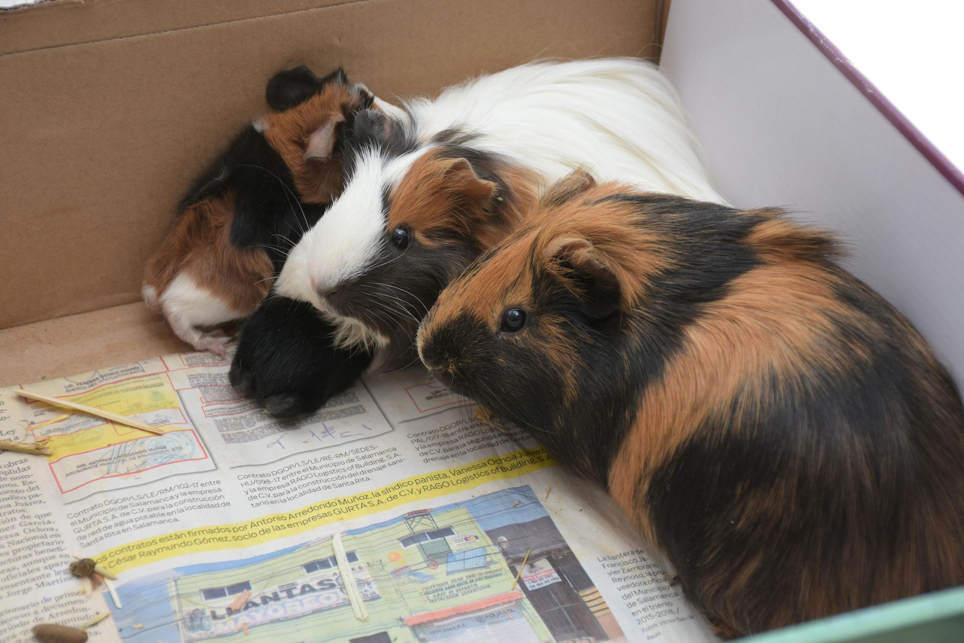 Buy Guinea Pig Babies in Basharia