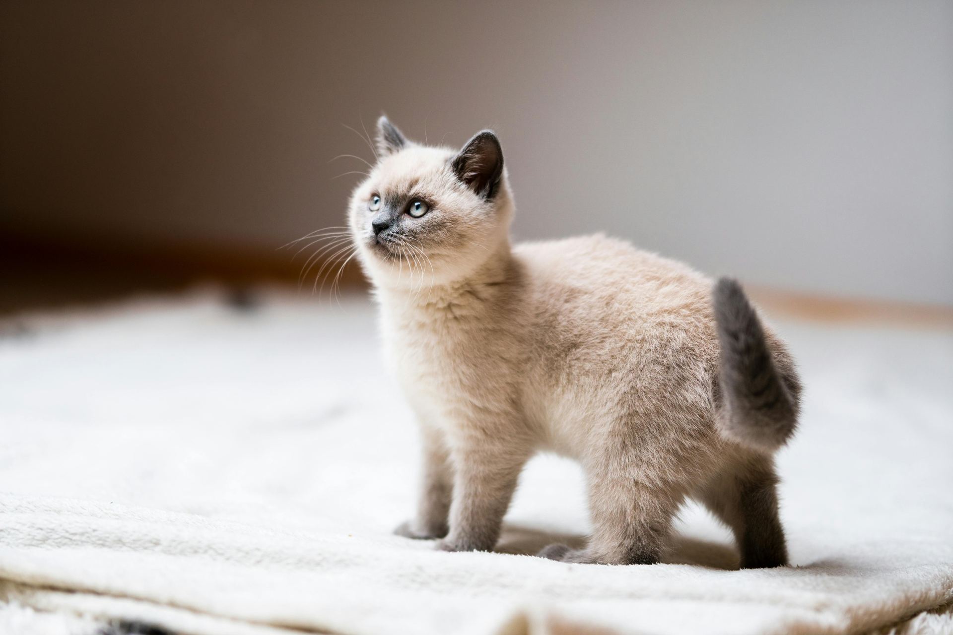 Himalayan Kittens cat in Aklimpur