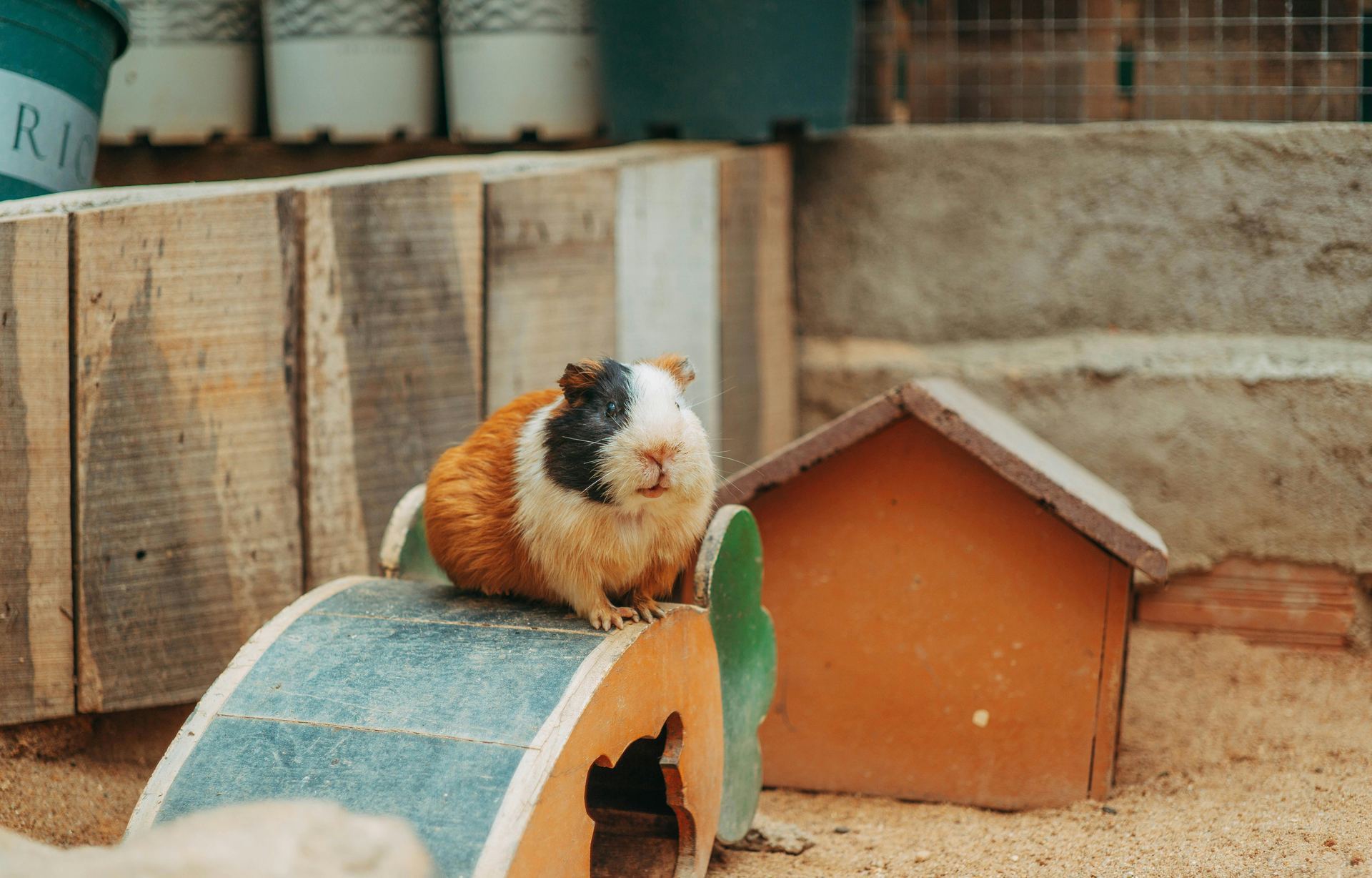 Guinea Pig Babies small pet in Basharia