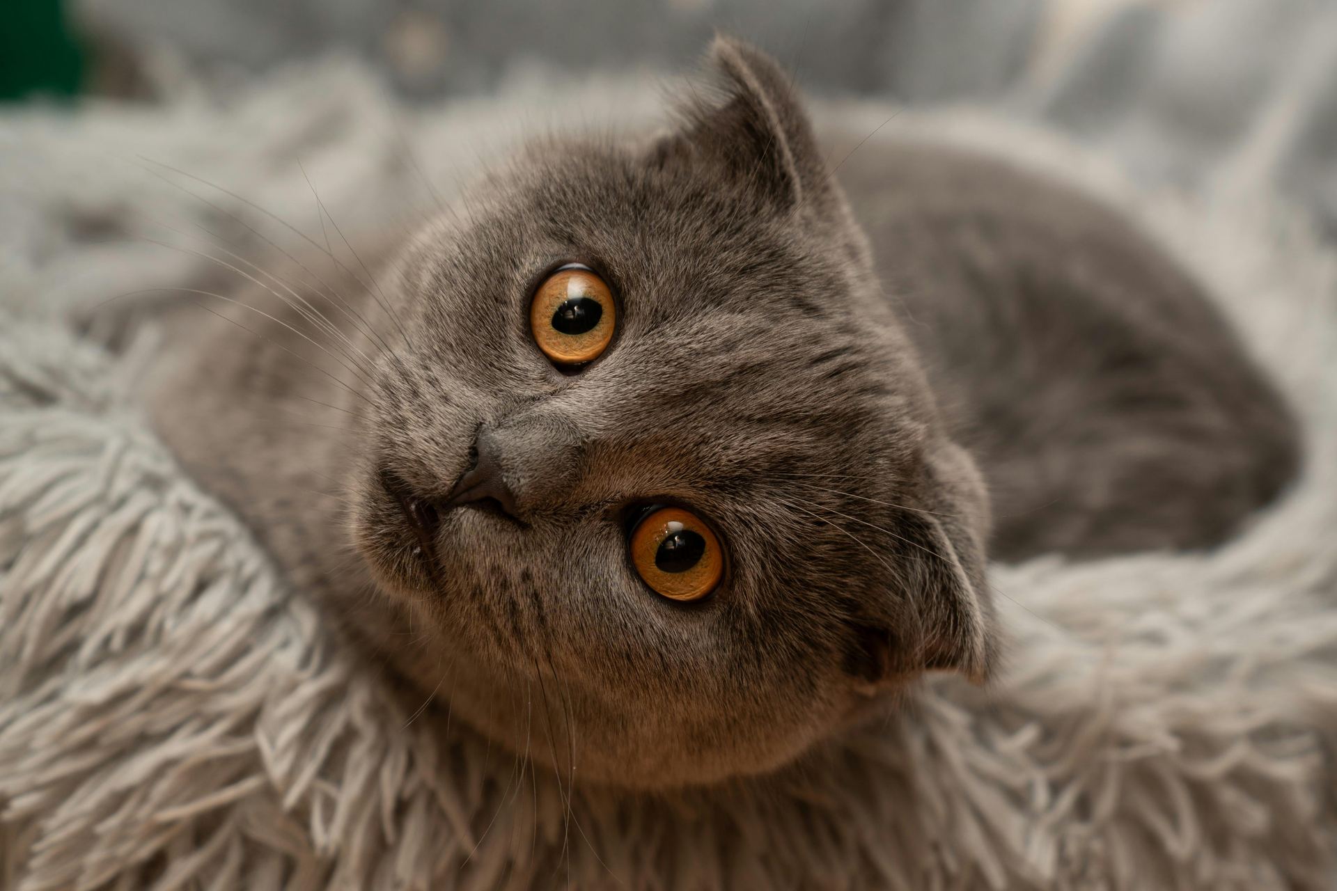 Scottish Fold Kitten | Standard Grey kitten available in Aklimpur