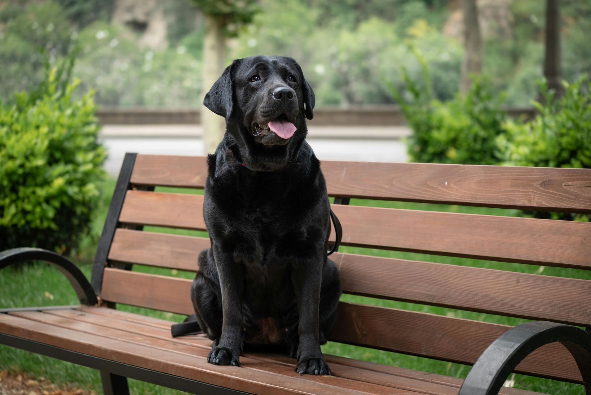 Labrador Retriever Puppy | Black Color available in Ashok Vihar Phase II