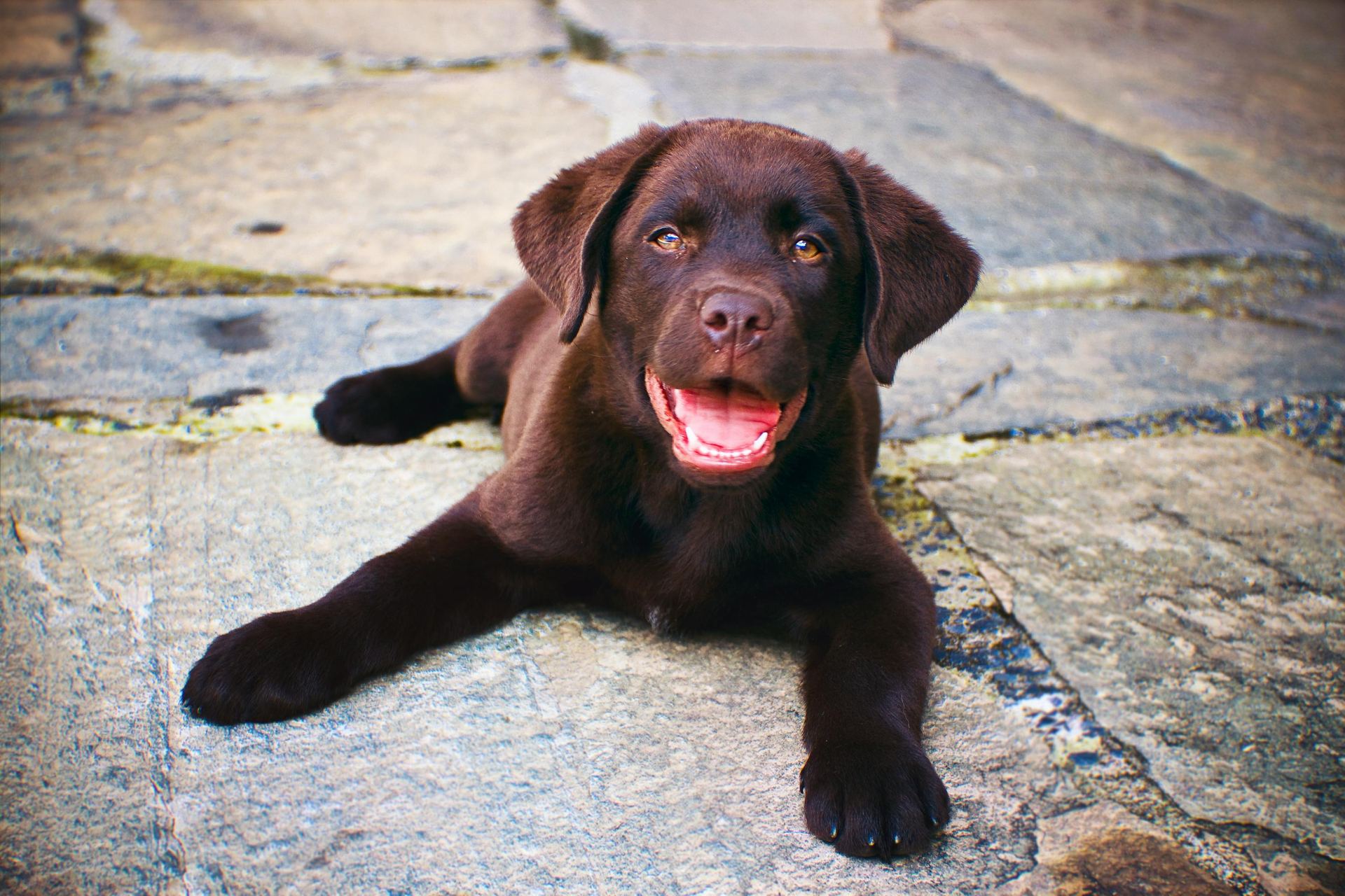 Labrador Retriever Chocolate Puppy available in Shaheed Path