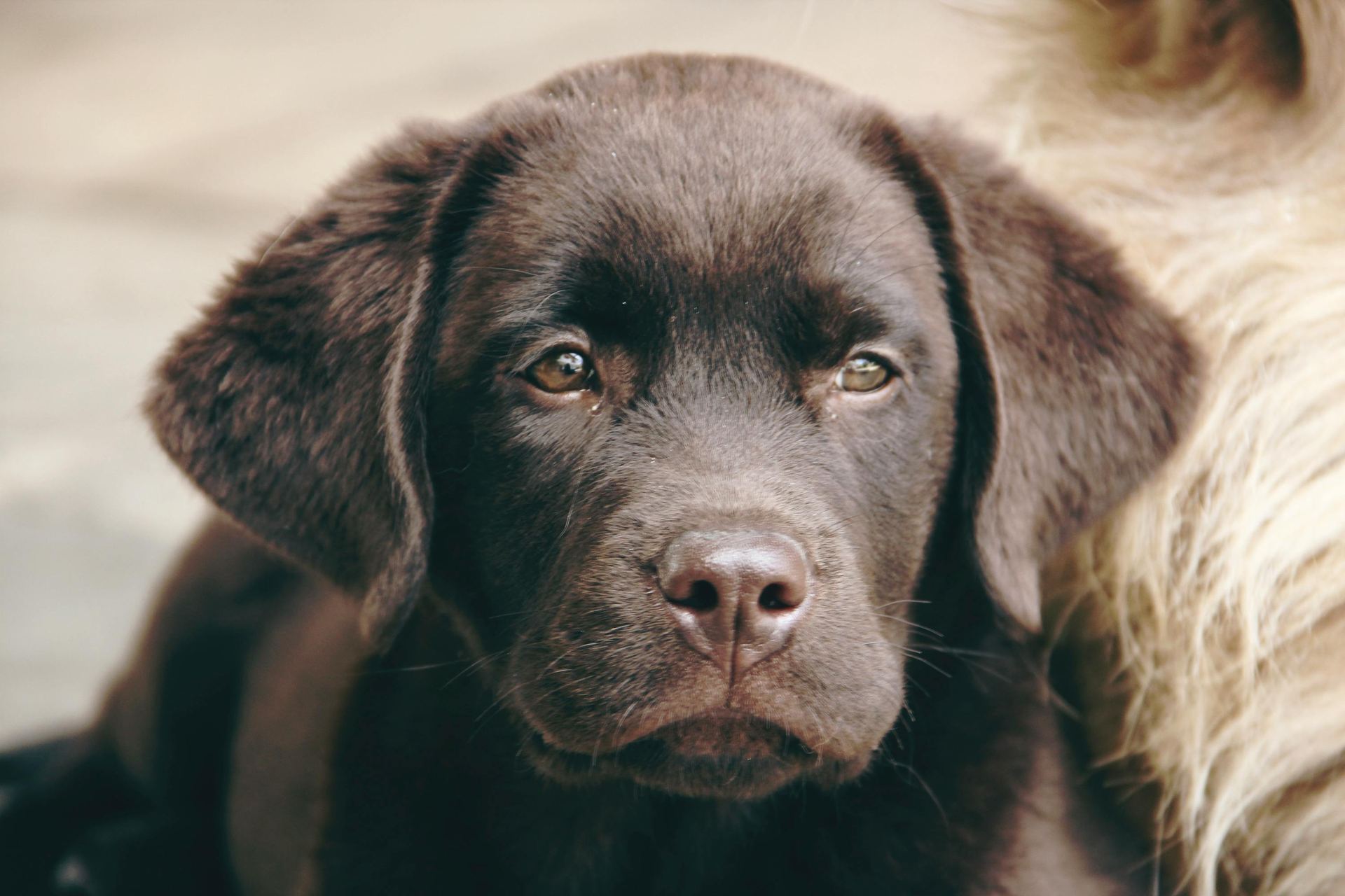 Labrador Retriever Chocolate Puppy in Shaheed Path
