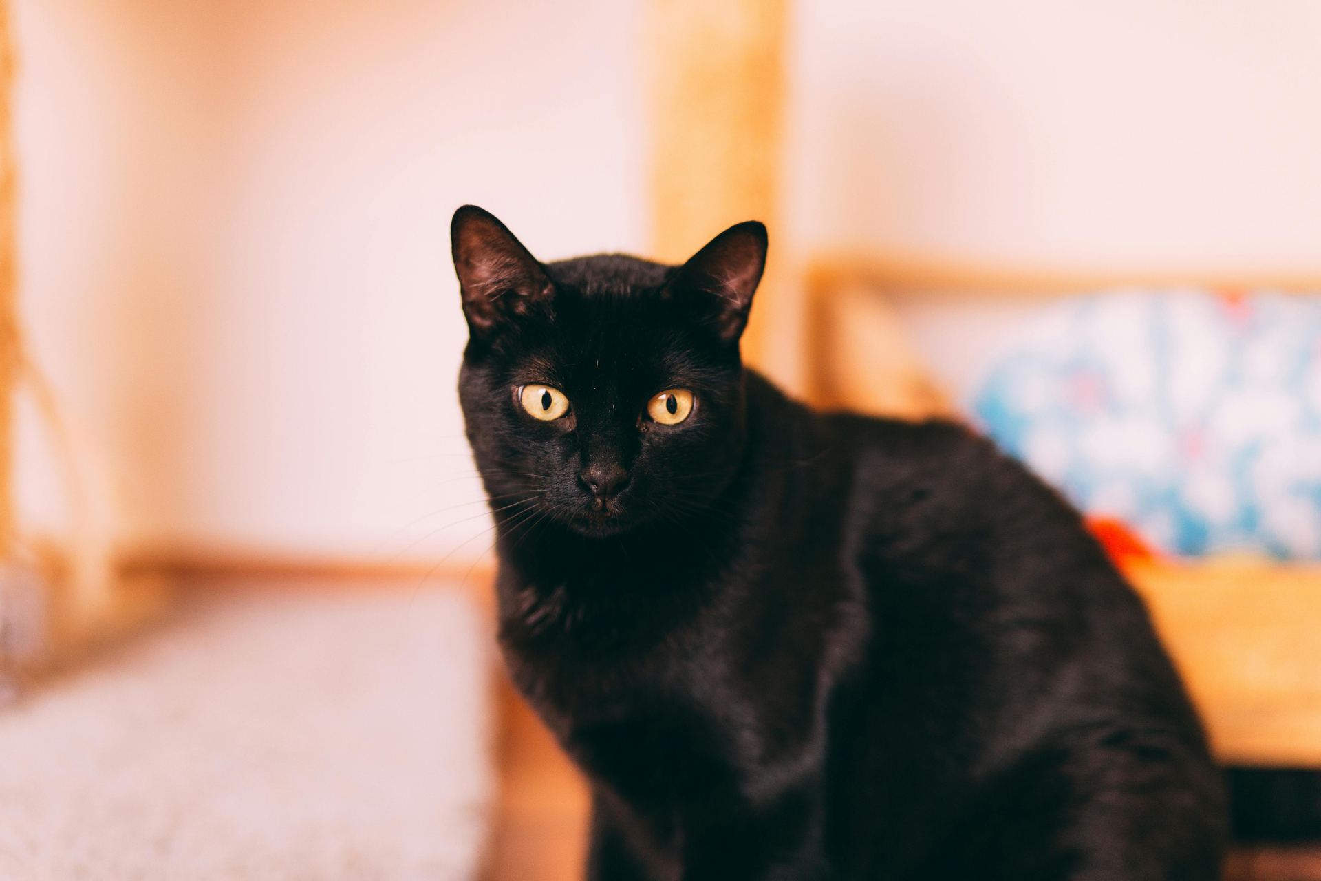 Bombay Kittens cat in Shaheed Path