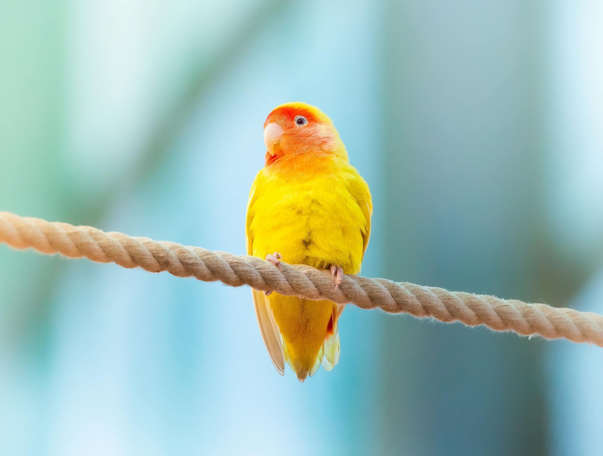 African Love Birds | Yellow & Orange available in Aklimpur