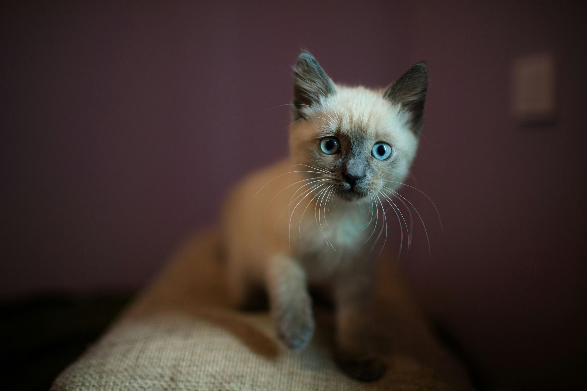 Siamese Kitten cat in Aklimpur