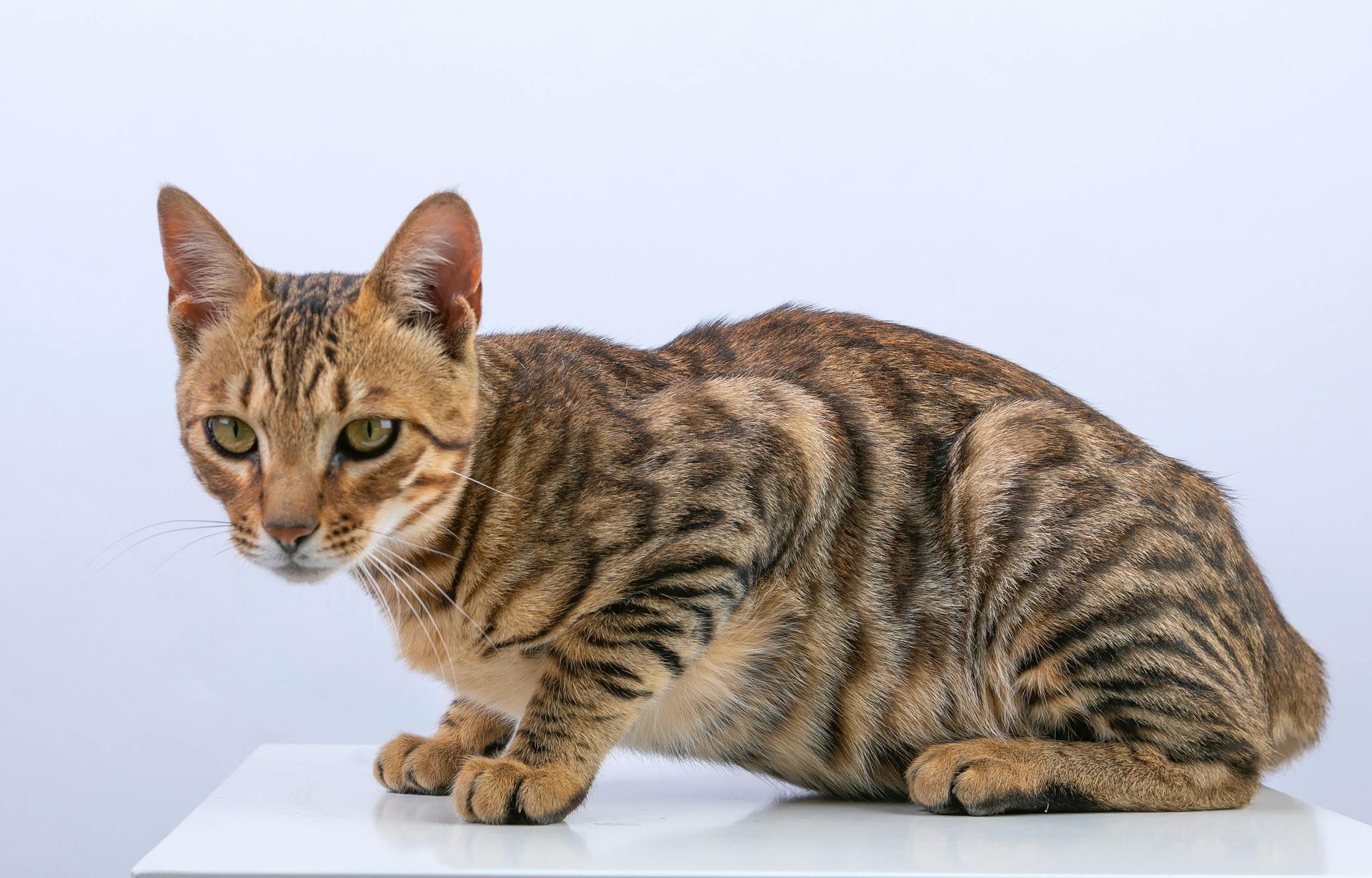 Bengal Kittens cat in Aklimpur