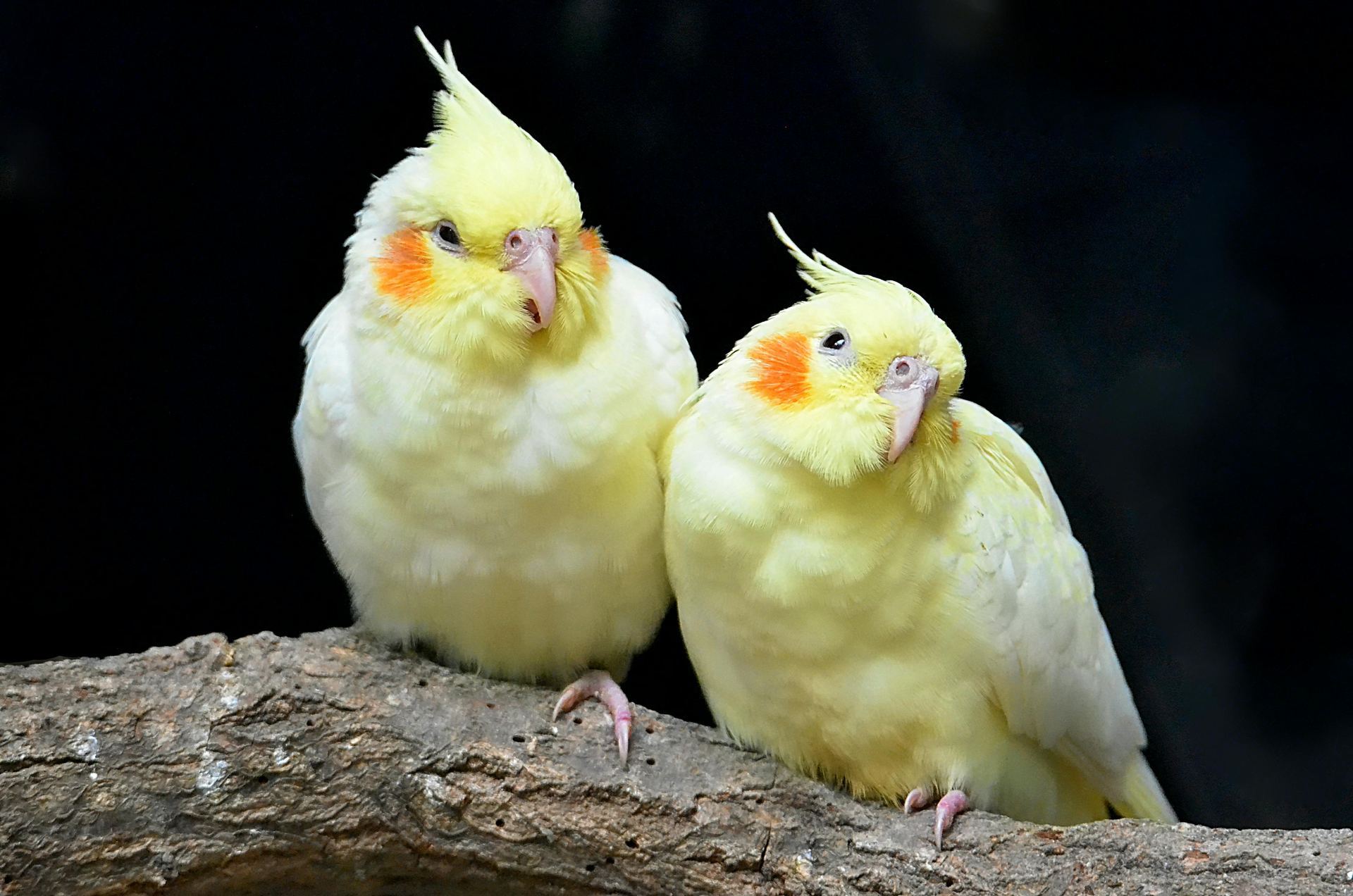 Cockatiel | Lutino bird in Aklimpur
