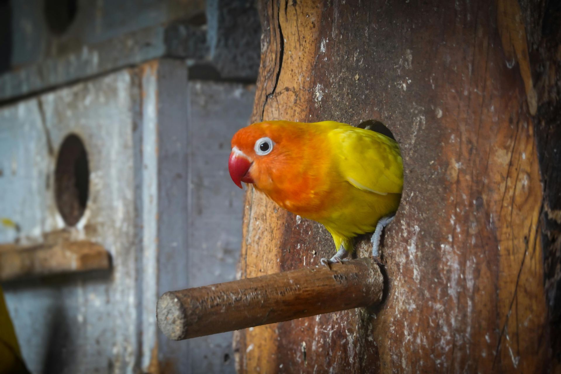 African Love Birds | Yellow & Orange bird in Aklimpur