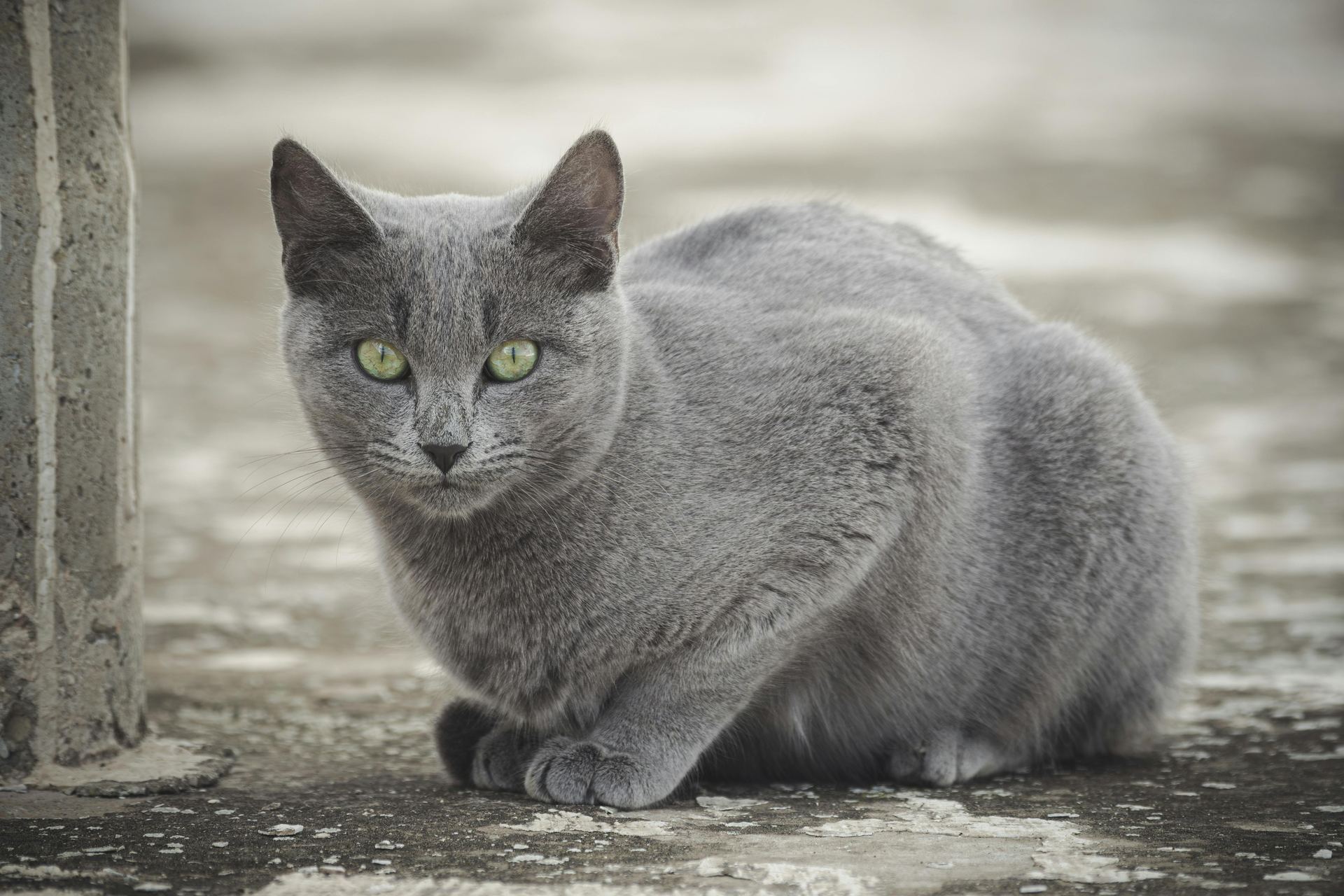 Russian Blue Kitten cat in Aklimpur