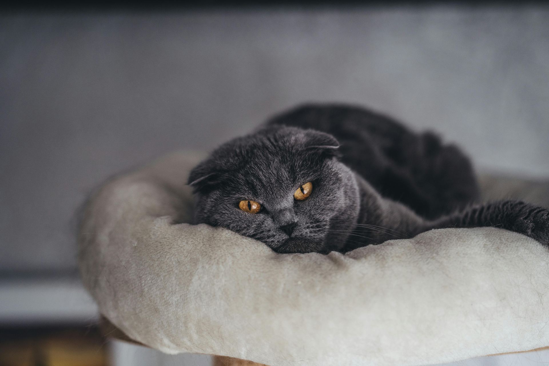 Buy Scottish Fold Kitten | Standard Grey in Aklimpur