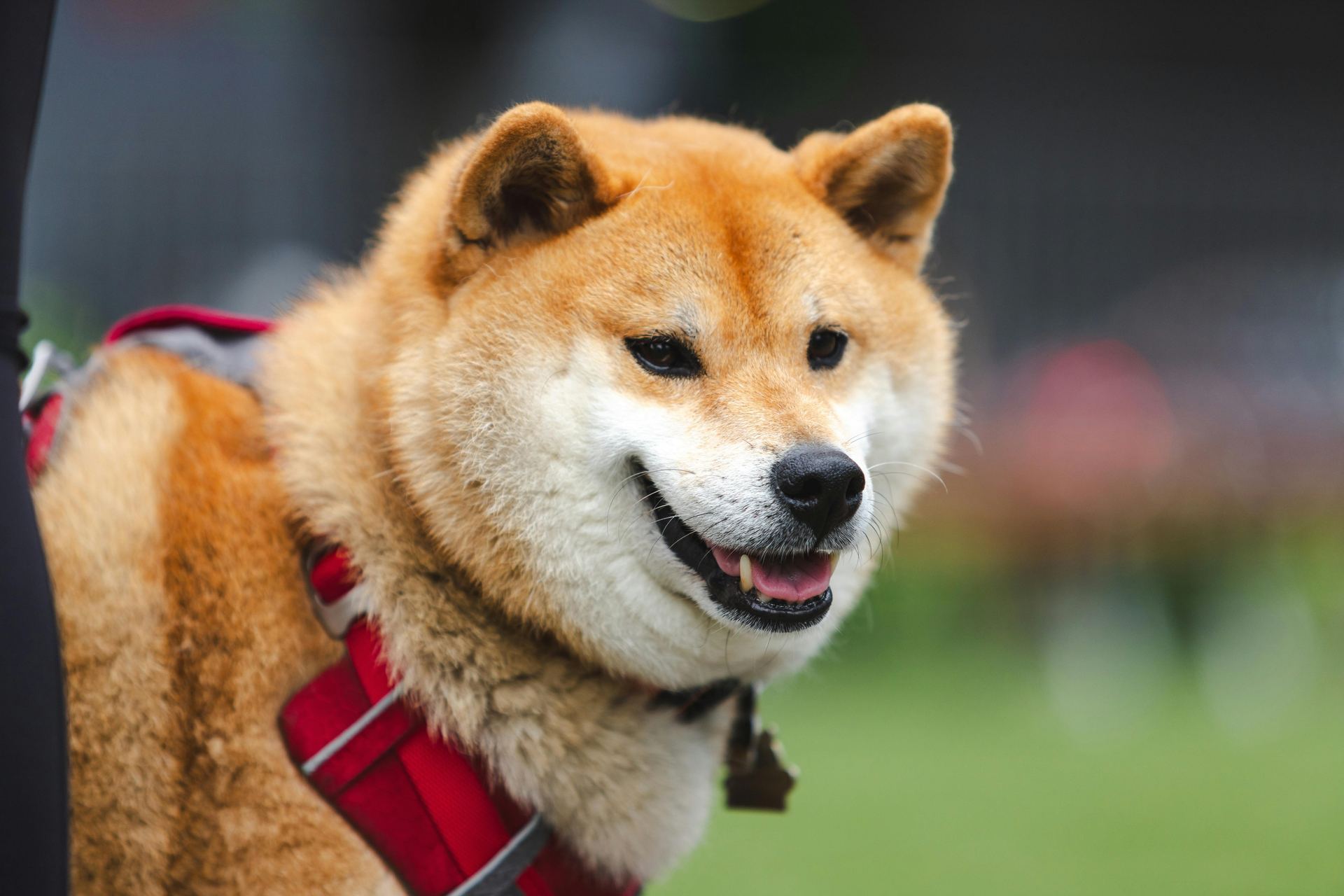 Akita Inu Puppy in Shaheed Path