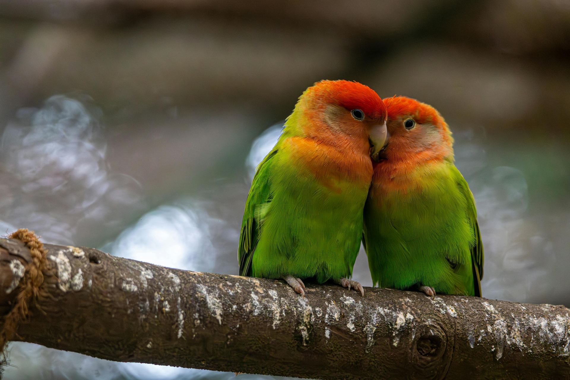 African Love Birds | Peach Face available in Aklimpur