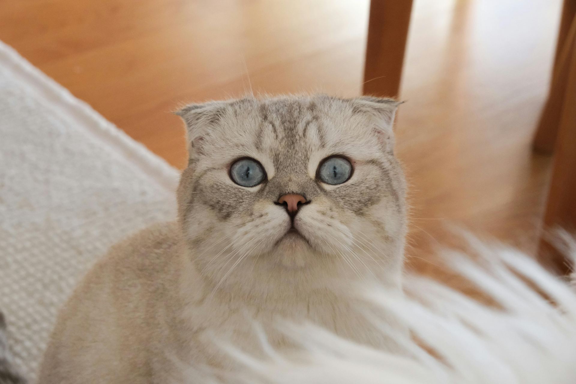 Scottish Fold | Chincila Variations kitten available in Aklimpur