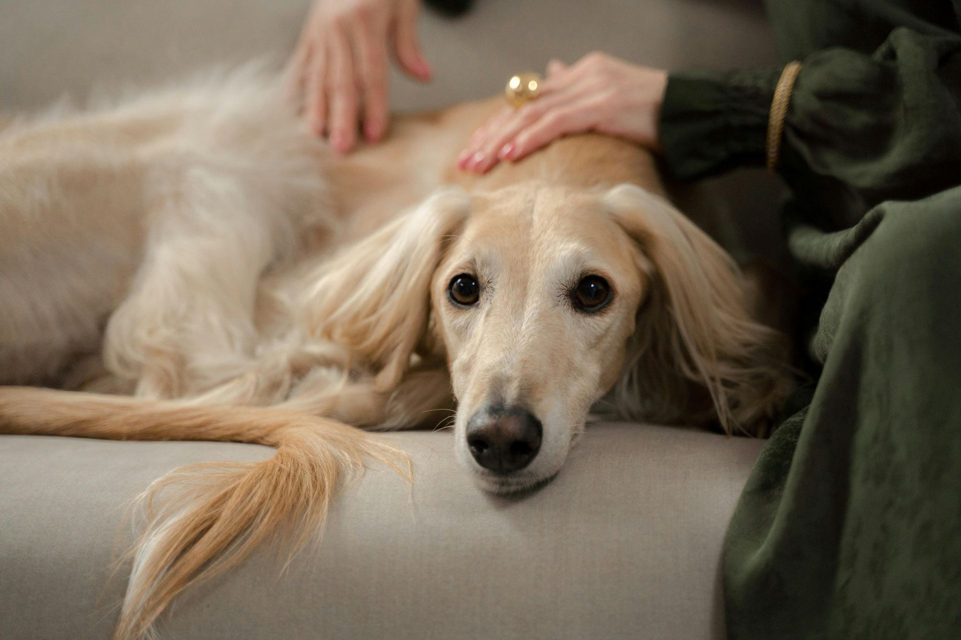 Afghan Hound Puppy