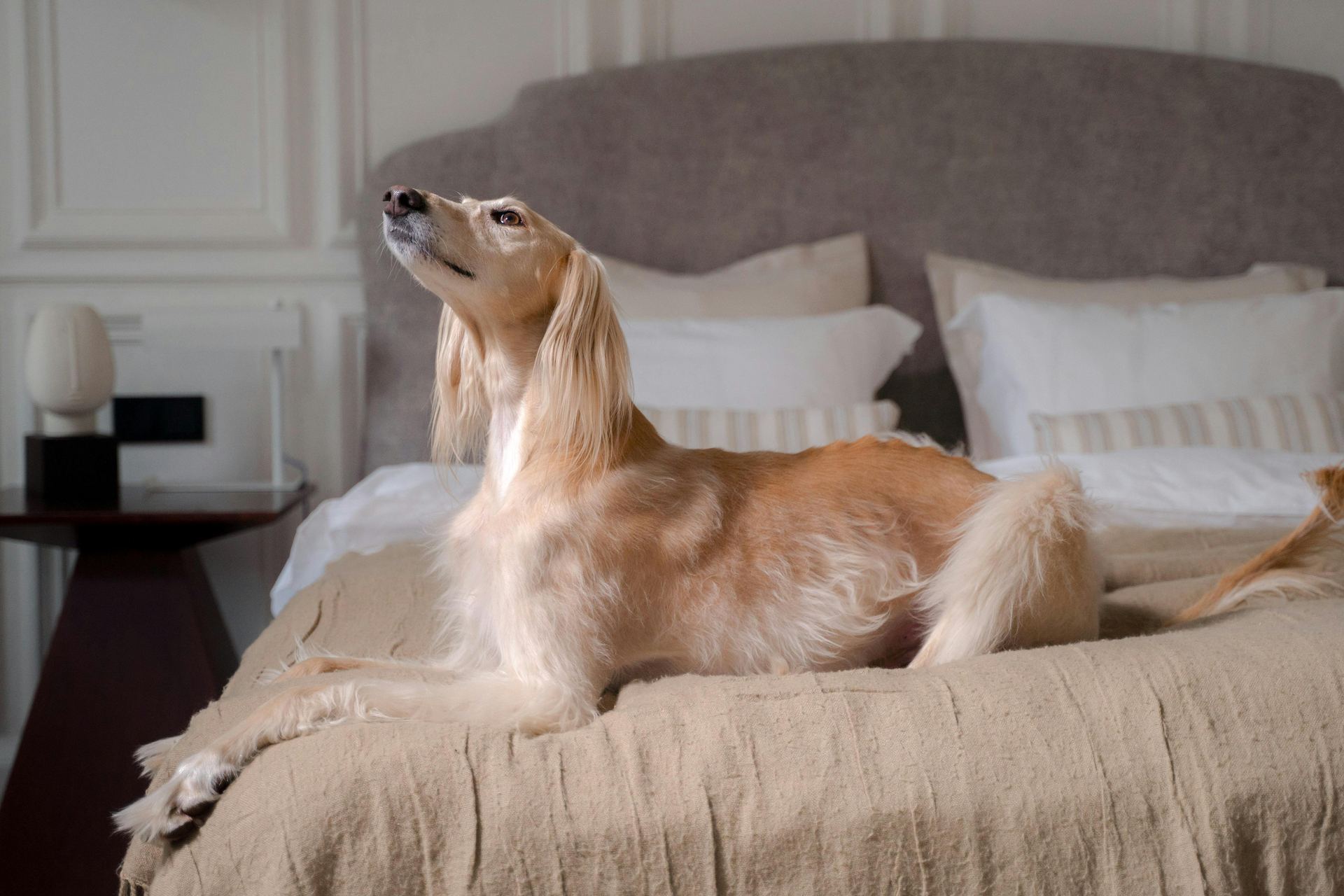 Afghan Hound Puppy available in Aklimpur