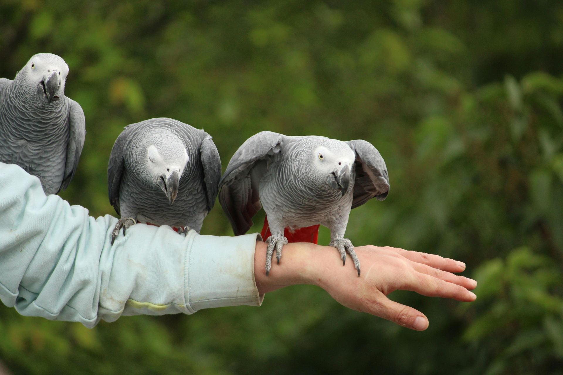 African Grey Parrot bird in Aklimpur