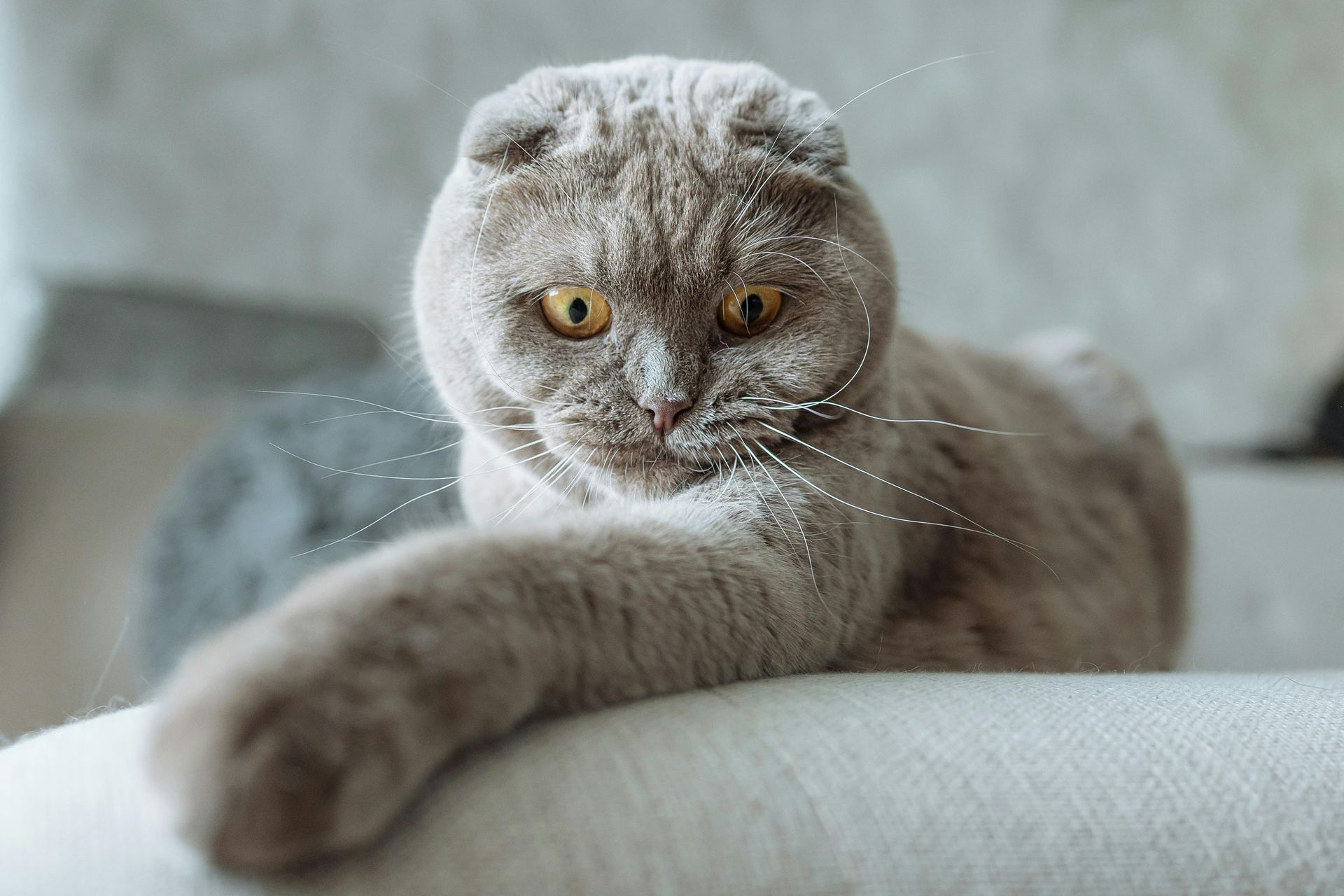 Scottish Fold Kitten | Standard Grey cat in Aklimpur