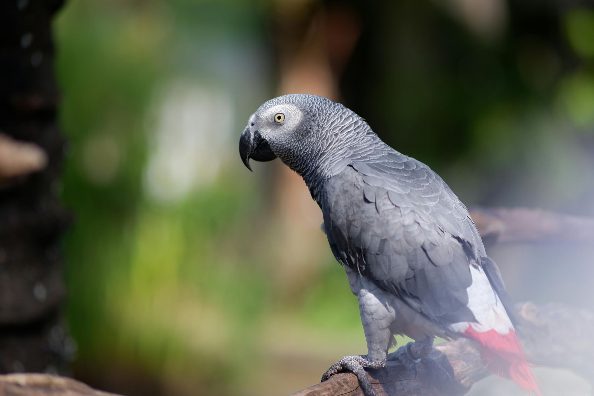 African Grey Parrot available in Aklimpur