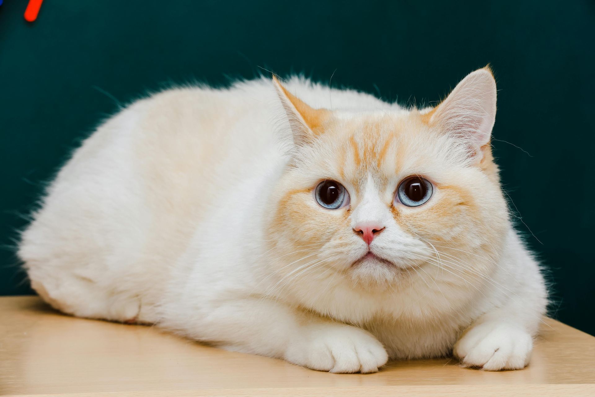 Exotic Short Hair Kittens kitten available in Aklimpur