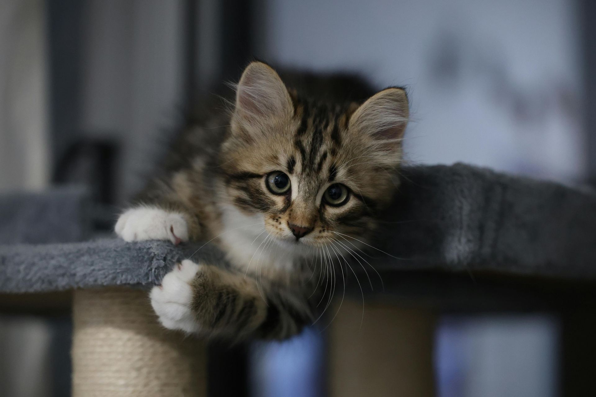 Siberian Kitten kitten available in Aklimpur
